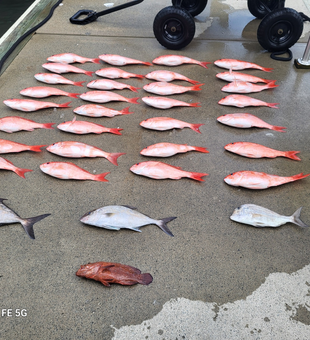 From dock to deep sea in Fernandina Beach!